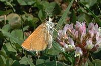 Hespérie du dactyle. Cliquer pour agrandir l'image.