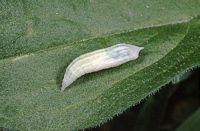 Hespérie du dactyle. Chrysalide. Cliquer pour agrandir l'image.