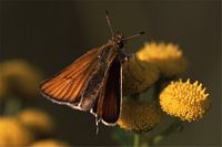 Hespérie du dactyle. Cliquer pour agrandir l'image.