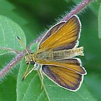 Hespérie du dactyle. Cliquer pour agrandir l'image.