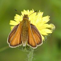 Hespérie du dactyle. Cliquer pour agrandir l'image.