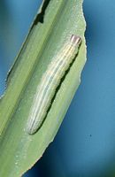 Hespérie du dactyle. Chenille. Cliquer pour agrandir l'image.