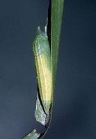 Hespérie du dactyle. Chrysalide. Cliquer pour agrandir l'image.