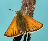 Hespérie du dactyle. Cliquer pour agrandir l'image.