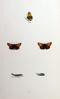Hespérie du dactyle. Planche d'identification Morris. Cliquer pour agrandir l'image.