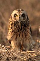 Hibou des marais. Cliquer pour agrandir l'image.