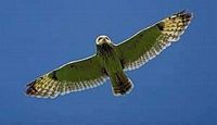 Hibou des marais. En vol. Cliquer pour agrandir l'image.