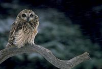 Hibou des marais. Perché. Cliquer pour agrandir l'image.