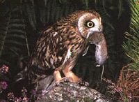 Hibou des marais. Chasse. Cliquer pour agrandir l'image.