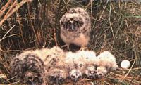 Hibou des marais. Juvéniles. Cliquer pour agrandir l'image.