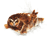 Hibou des marais. Dessin. Cliquer pour agrandir l'image.