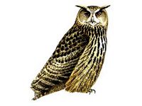 Hibou grand-duc. Cliquer pour agrandir l'image.