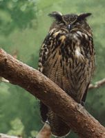 Hibou grand-duc. Cliquer pour agrandir l'image.