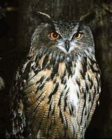 Hibou grand-duc. Cliquer pour agrandir l'image.