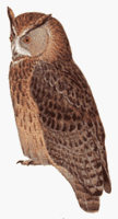 Hibou grand-duc. Dessin. Cliquer pour agrandir l'image.