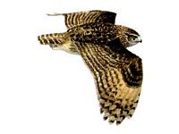 Hibou grand-duc. En vol dessin. Cliquer pour agrandir l'image.