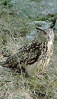 Hibou grand-duc. Cliquer pour agrandir l'image.