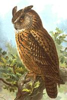 Hibou grand-duc. Dessin d'identification. Cliquer pour agrandir l'image.