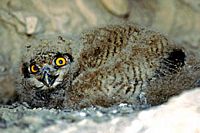 Hibou grand-duc. Jeune au nid. Cliquer pour agrandir l'image.