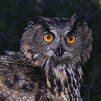 Hibou grand-duc. Cliquer pour agrandir l'image.