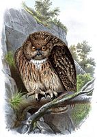 Hibou grand-duc. Femelle dessin de von Riesenthal. Cliquer pour agrandir l'image.