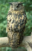 Hibou grand-duc. Cliquer pour agrandir l'image.