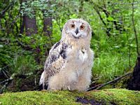 Hibou grand-duc. Cliquer pour agrandir l'image.