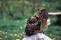 Hibou grand-duc. Cri. Cliquer pour agrandir l'image.