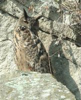 Hibou grand-duc. Paroi. Cliquer pour agrandir l'image.