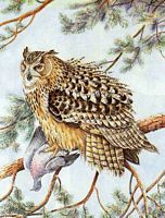 Hibou grand-duc. Aquarelle. Cliquer pour agrandir l'image.