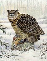 Hibou grand-duc. Aquarelle. Cliquer pour agrandir l'image.