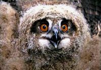 Hibou grand-duc. Juvénile tête. Cliquer pour agrandir l'image.