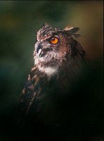 Hibou grand-duc. Cliquer pour agrandir l'image.