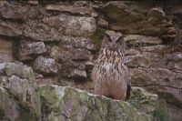 Hibou grand-duc. Cliquer pour agrandir l'image.