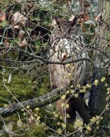 Hibou grand-duc. Cliquer pour agrandir l'image.