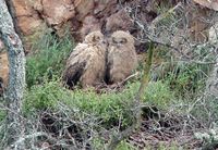 Hibou grand-duc. Au nid. Cliquer pour agrandir l'image.