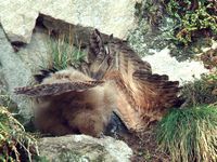 Hibou grand-duc. Cliquer pour agrandir l'image.