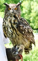 Hibou grand-duc. Cliquer pour agrandir l'image.