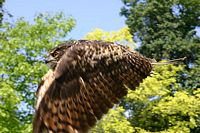Hibou grand-duc. Cliquer pour agrandir l'image.