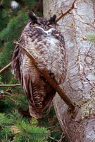 Hibou grand-duc. Cliquer pour agrandir l'image.