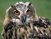 Hibou grand-duc. Tête. Cliquer pour agrandir l'image.