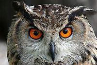 Hibou grand-duc. Regard. Cliquer pour agrandir l'image.