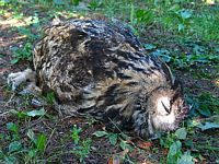 Hibou grand-duc. Mort. Cliquer pour agrandir l'image.