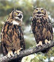 Hibou grand-duc. Couple. Cliquer pour agrandir l'image.