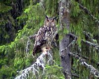 Hibou grand-duc. Cliquer pour agrandir l'image.