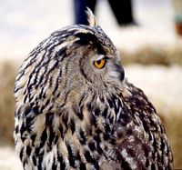 Hibou grand-duc. Cliquer pour agrandir l'image.