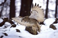 Hibou grand-duc. Cliquer pour agrandir l'image.