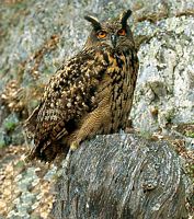 Hibou grand-duc. Cliquer pour agrandir l'image.