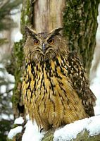 Hibou grand-duc. Cliquer pour agrandir l'image.