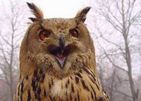 Hibou grand-duc. Cliquer pour agrandir l'image.